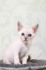 Thai Kitten