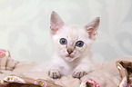 Thai Kitten