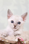 Thai Kitten