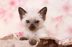 Thai Kitten