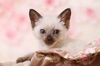 Thai Kitten