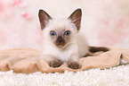 Thai Kitten