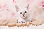 Thai Kitten