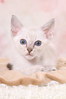 Thai Kitten