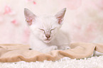 Thai Kitten