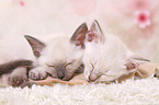 2 Thai Kitten