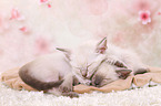 2 Thai Kitten