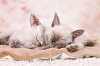 2 Thai Kitten