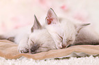 2 Thai Kitten