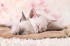 2 Thai Kitten
