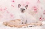 Thai Kitten