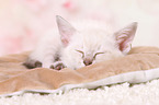 Thai Kitten