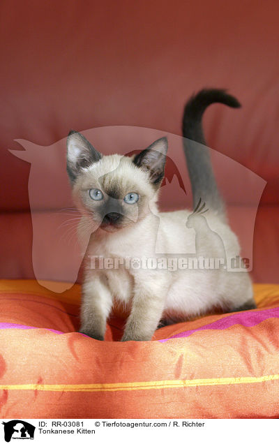 Tonkanesen Ktzchen auf Kissen / Tonkanese Kitten / RR-03081