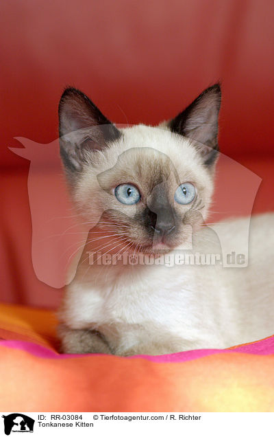 Tonkanesen Ktzchen auf Kissen / Tonkanese Kitten / RR-03084
