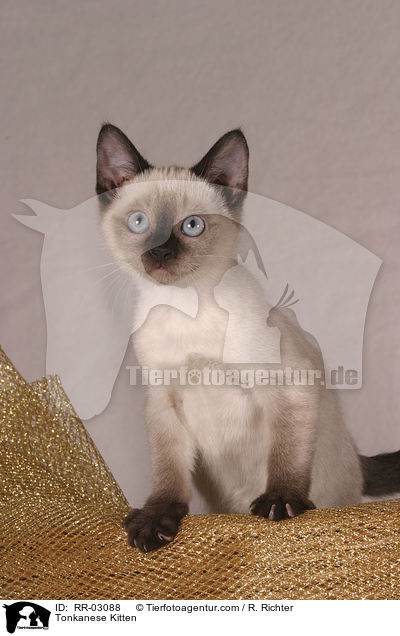 Tonkanese Ktzchen / Tonkanese Kitten / RR-03088