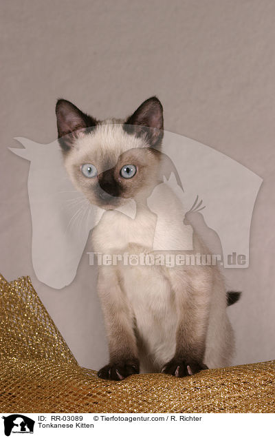 Tonkanese Kätzchen / Tonkanese Kitten / RR-03089