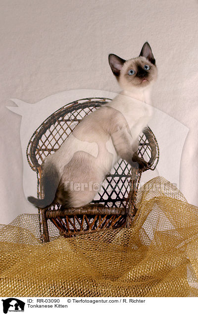 Tonkanese Ktzchen auf Stuhl / Tonkanese Kitten / RR-03090