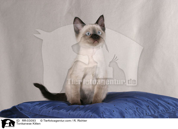 Tonkanesen Kätzchen auf Kissen / Tonkanese Kitten / RR-03093