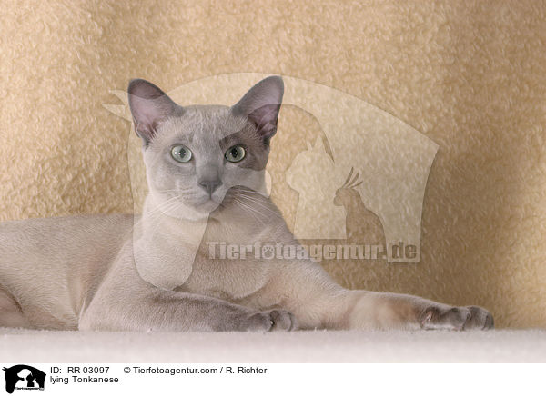 liegende Tonkanese / lying Tonkanese / RR-03097