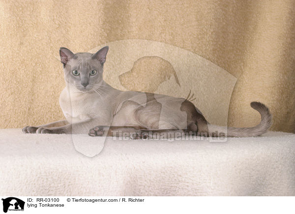 liegende Tonkanese / lying Tonkanese / RR-03100