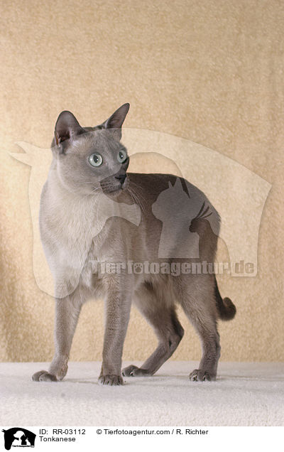 Tonkanese / Tonkanese / RR-03112