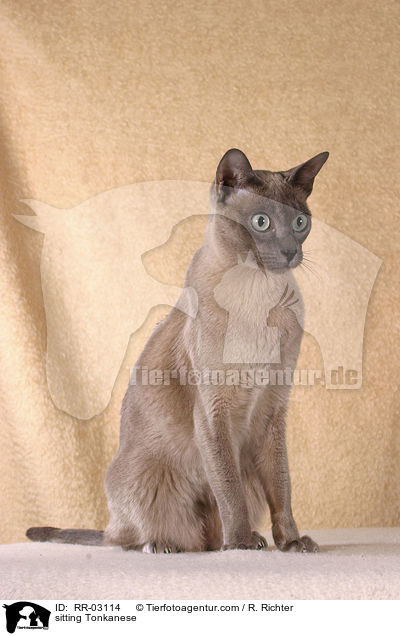 sitzende Tonkanese / sitting Tonkanese / RR-03114