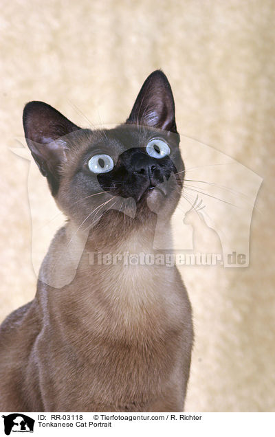 Tonkanese Portrait / Tonkanese Cat Portrait / RR-03118