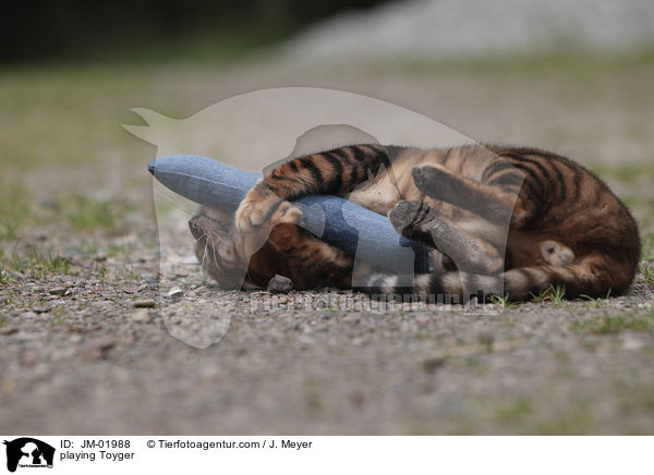 spieldender Toyger / playing Toyger / JM-01988