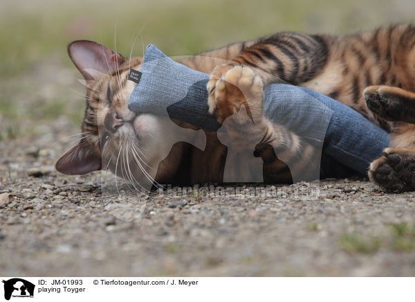 spieldender Toyger / playing Toyger / JM-01993