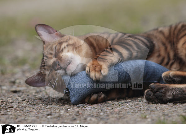 spieldender Toyger / playing Toyger / JM-01995