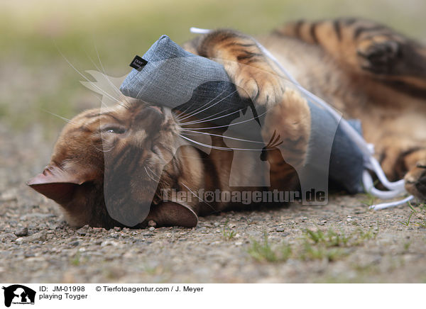 spieldender Toyger / playing Toyger / JM-01998