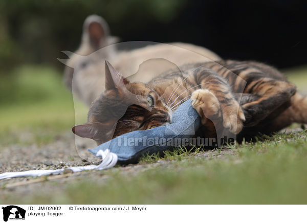 playing Toyger / JM-02002