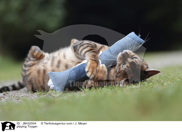 playing Toyger / JM-02004