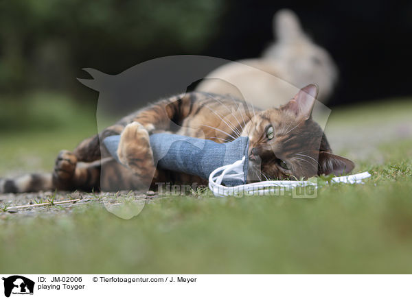 spieldender Toyger / playing Toyger / JM-02006