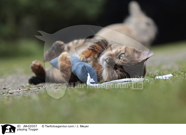 playing Toyger / JM-02007