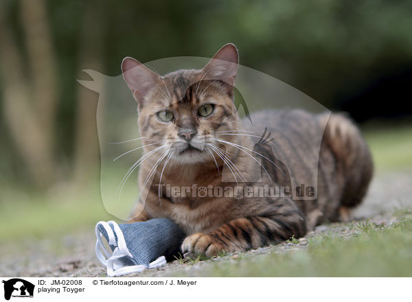 playing Toyger / JM-02008