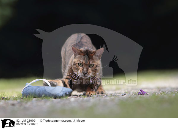 playing Toyger / JM-02009