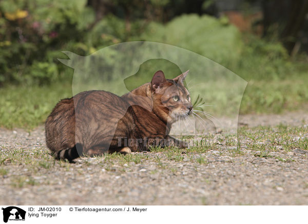 liegender Toyger / lying Toyger / JM-02010