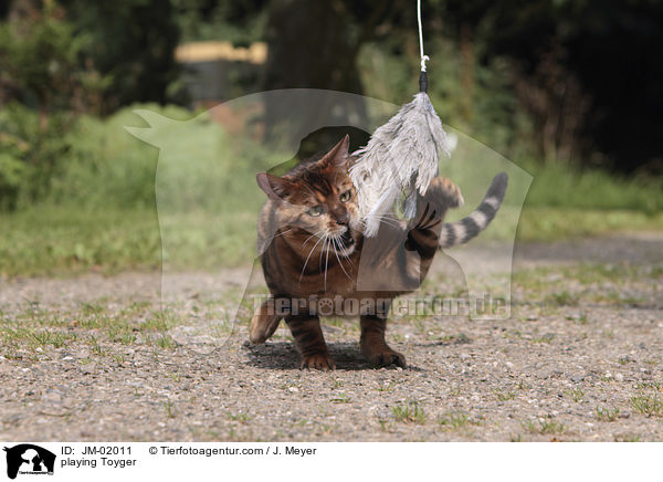 spieldender Toyger / playing Toyger / JM-02011