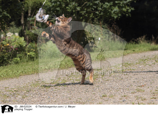 liegender Toyger / playing Toyger / JM-02024