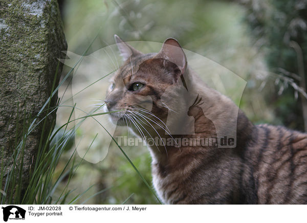 Toyger Portrait / Toyger portrait / JM-02028