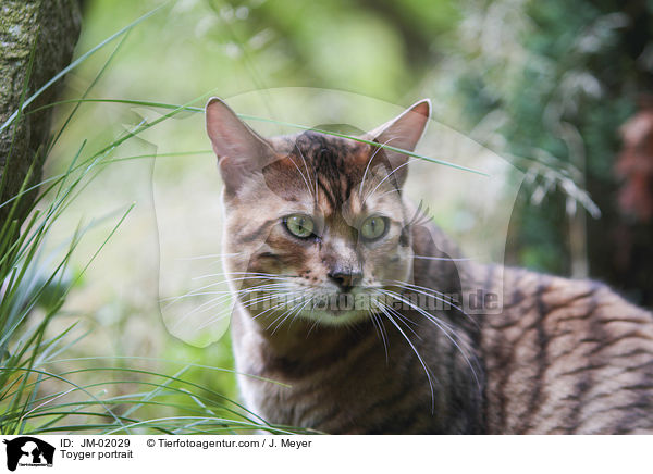 Toyger Portrait / Toyger portrait / JM-02029