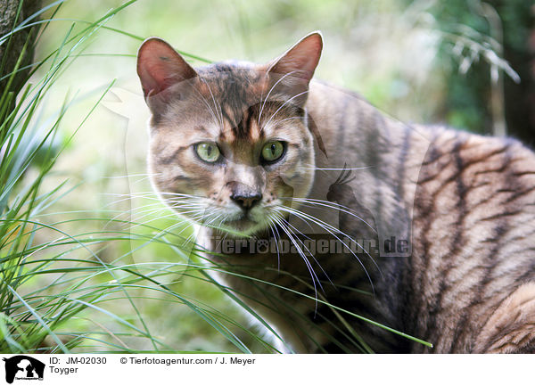 Toyger / Toyger / JM-02030