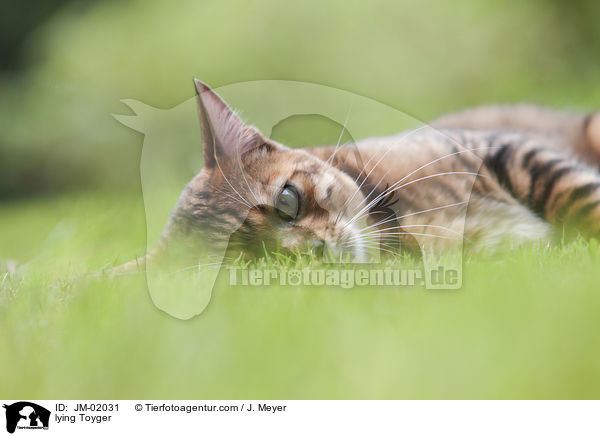 liegender Toyger / lying Toyger / JM-02031