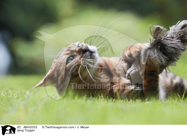 liegender Toyger / lying Toyger / JM-02032