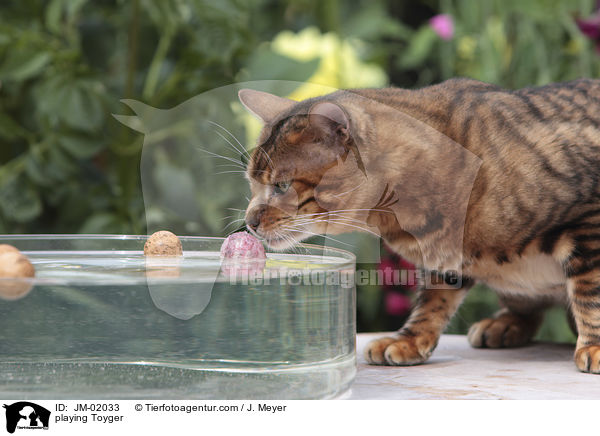 spielender Toyger / playing Toyger / JM-02033