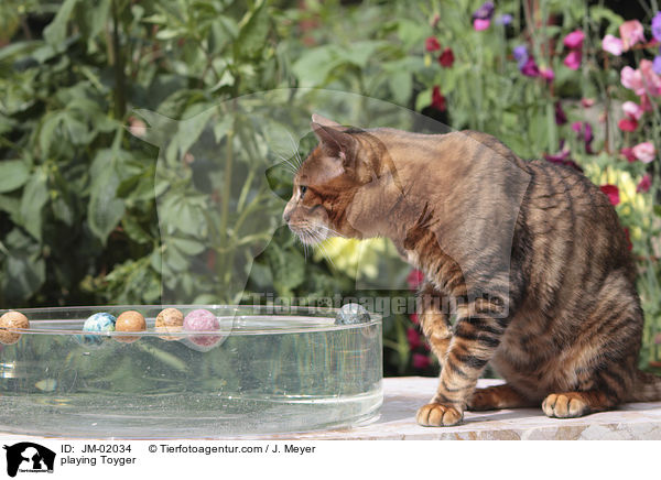 spielender Toyger / playing Toyger / JM-02034