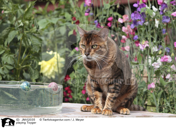 spielender Toyger / playing Toyger / JM-02035