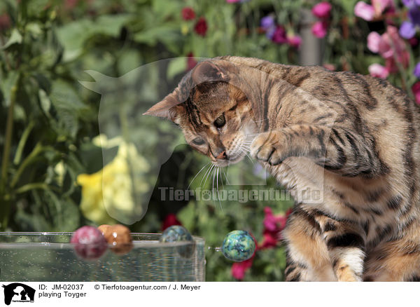 spielender Toyger / playing Toyger / JM-02037