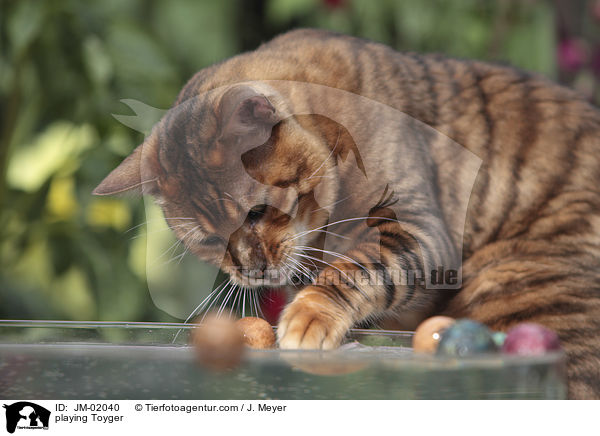 spielender Toyger / playing Toyger / JM-02040